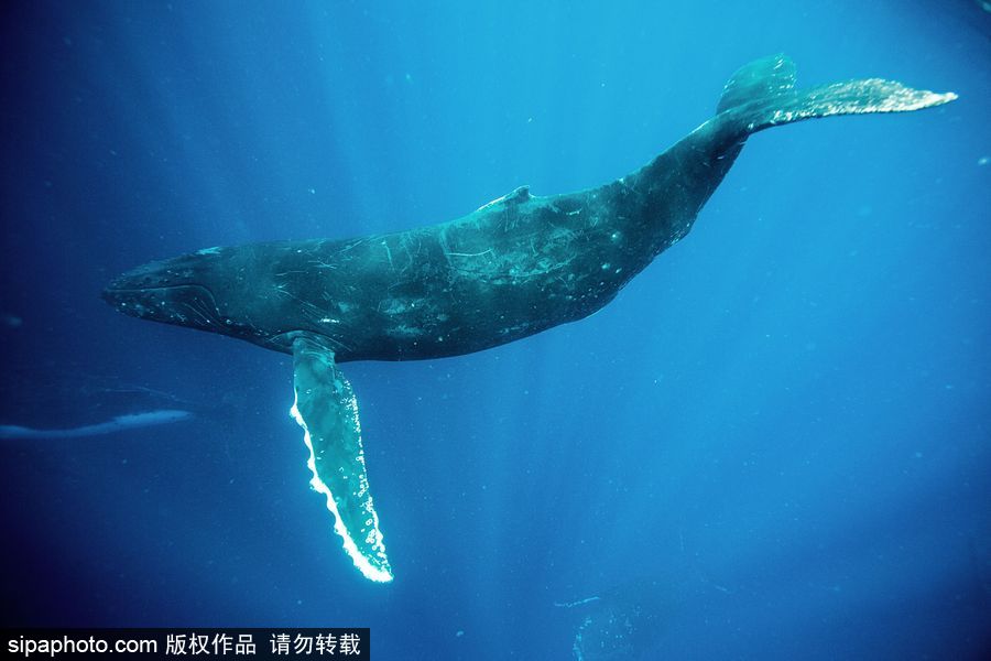 來自海洋深處的震撼力 湯加海底世界絕美大片