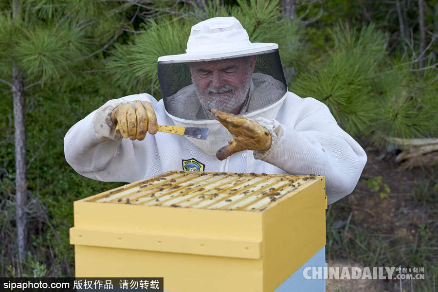 探訪美國弗農(nóng)養(yǎng)蜂場 滴滴香甜原生態(tài)