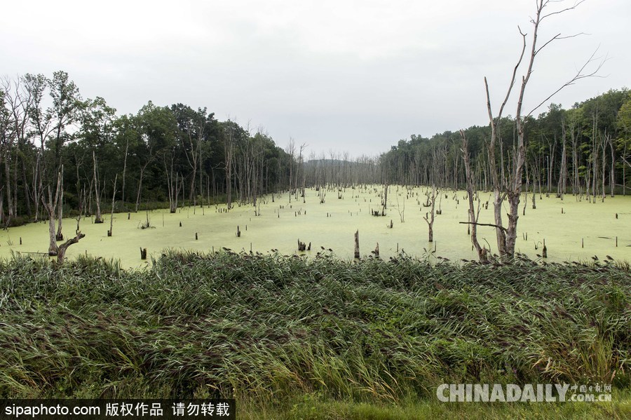 美國紐堡藍綠藻類泛濫成災 河水散發(fā)惡臭