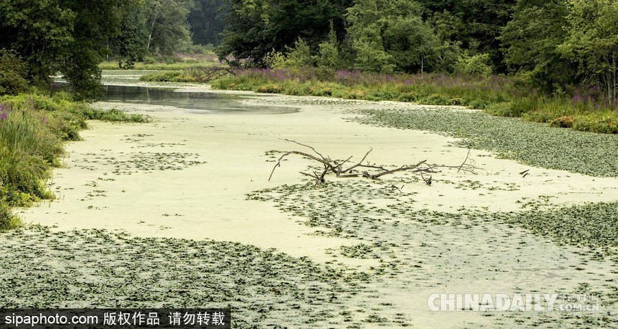 美國紐堡藍綠藻類泛濫成災(zāi) 河水散發(fā)惡臭