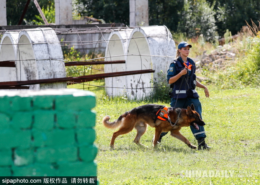 走進(jìn)救援“特種兵”的成長(zhǎng) 俄羅斯搜救犬進(jìn)行訓(xùn)練測(cè)試