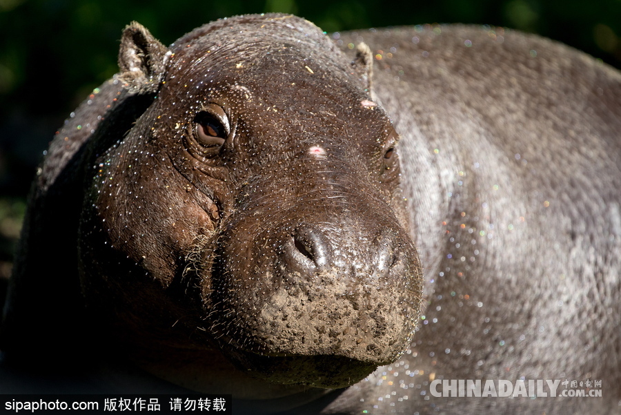 莫斯科動(dòng)物園里的倭河馬 龐大笨重張嘴顯“霸氣”