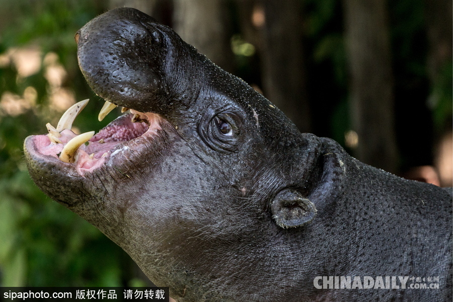 莫斯科動(dòng)物園里的倭河馬 龐大笨重張嘴顯“霸氣”