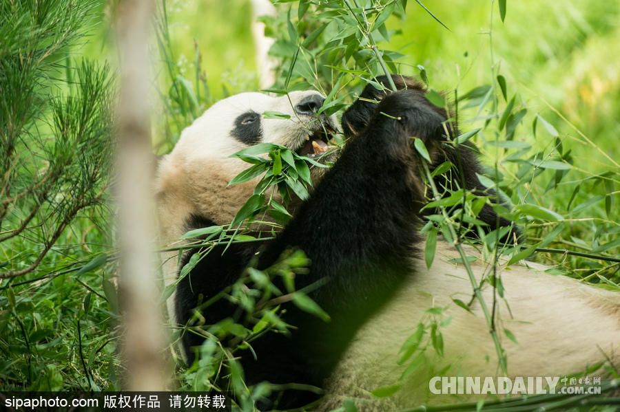 愛丁堡動(dòng)物園證實(shí)“甜甜”懷孕 期待誕下熊貓寶寶