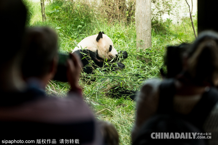 愛丁堡動物園證實“甜甜”懷孕 期待誕下熊貓寶寶