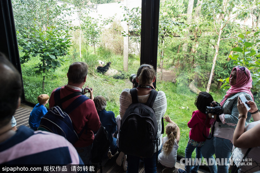 愛丁堡動物園證實“甜甜”懷孕 期待誕下熊貓寶寶