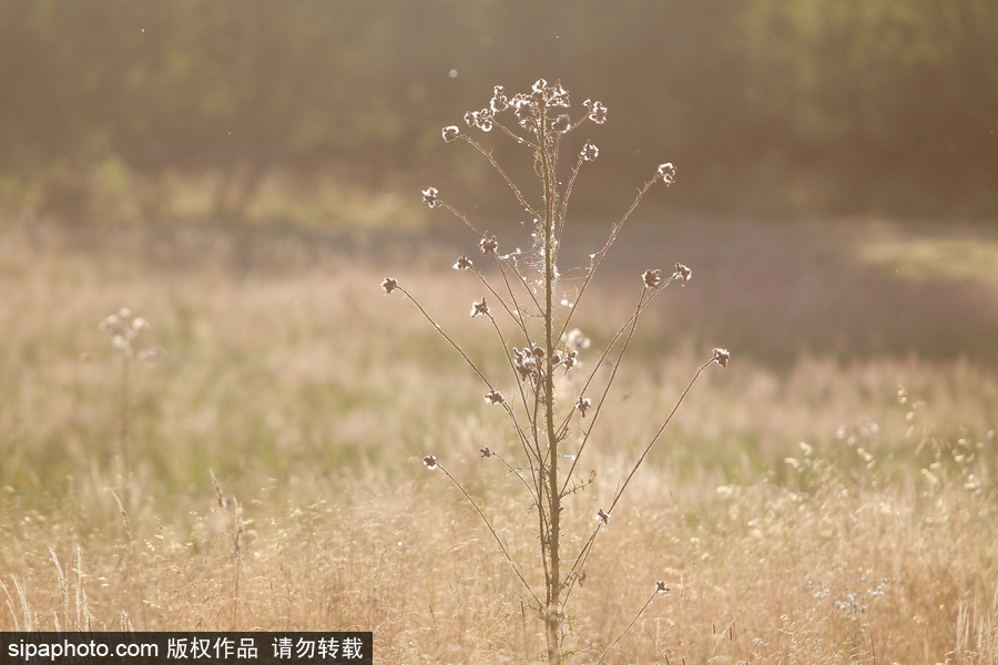 歐洲最后的原始森林——波蘭比亞沃耶扎國(guó)家公園