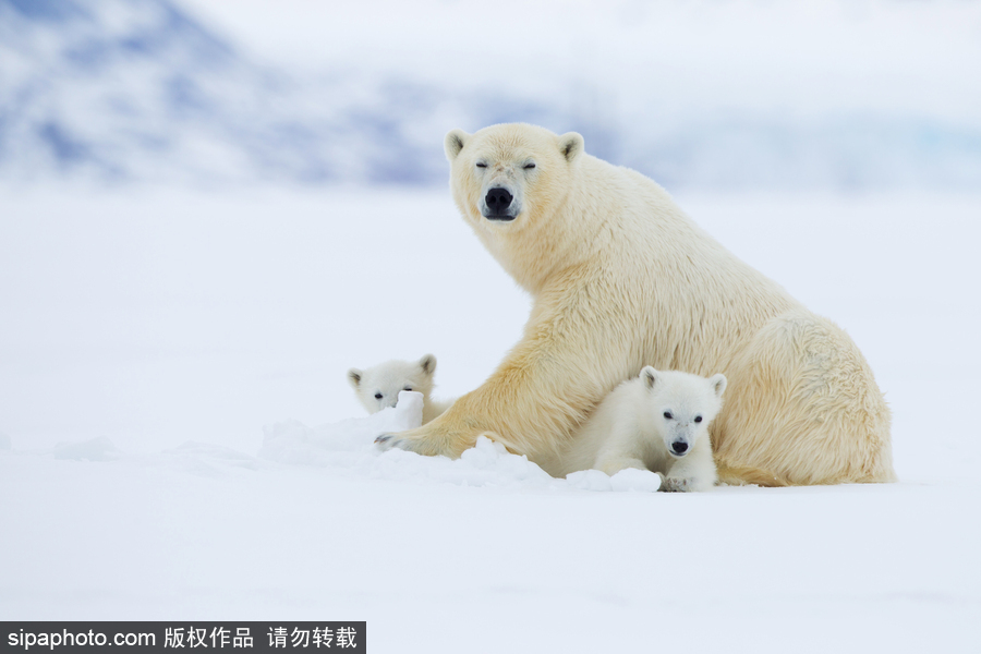 靜謐天地之間 冰天雪地中的北極熊和幼崽