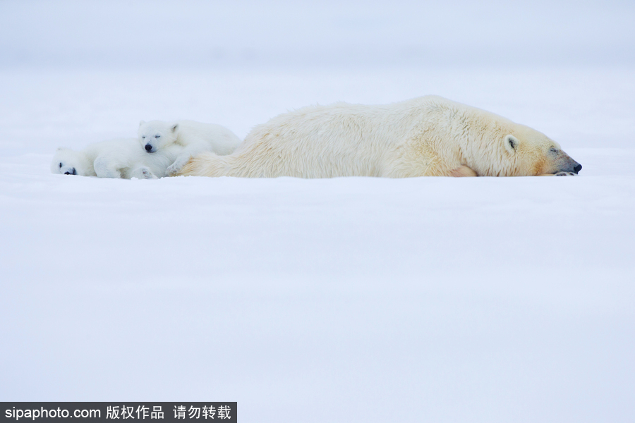 靜謐天地之間 冰天雪地中的北極熊和幼崽