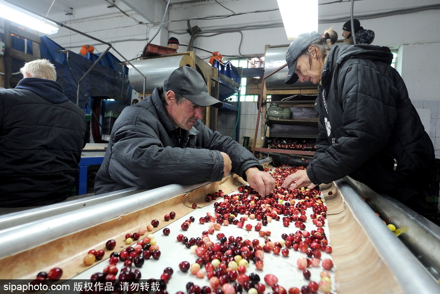 白俄羅斯布列斯特地區(qū)迎蔓越莓收獲季節(jié) 采收工作繁忙盛況空前