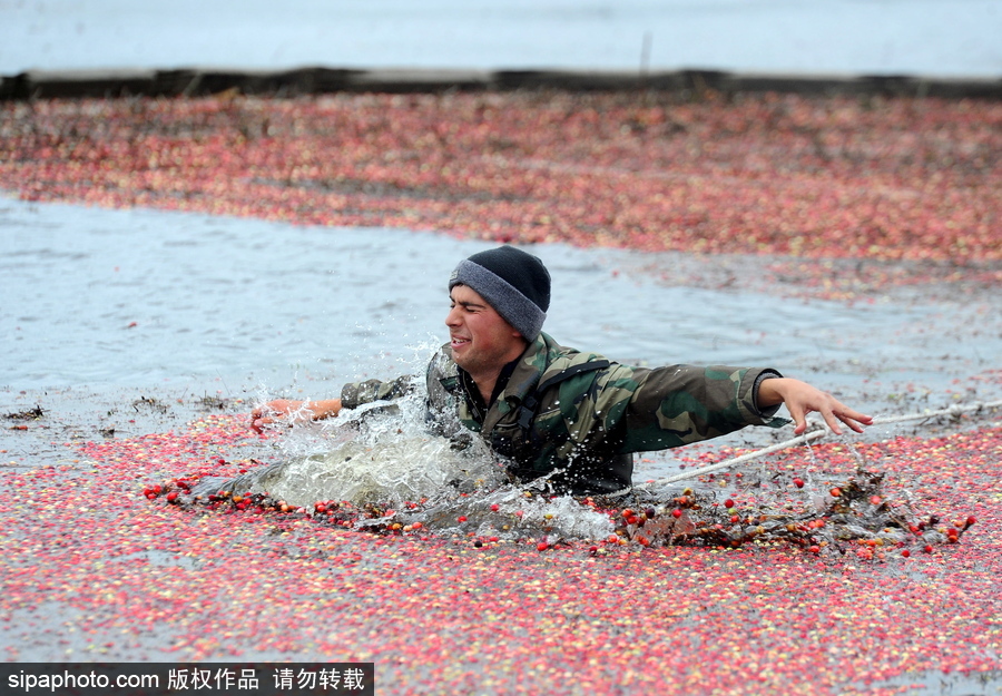 白俄羅斯布列斯特地區(qū)迎蔓越莓收獲季節(jié) 采收工作繁忙盛況空前