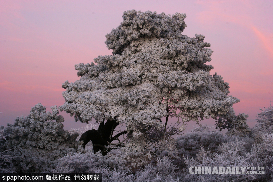 降溫雪韻至 盤點最平凡的冬日美景