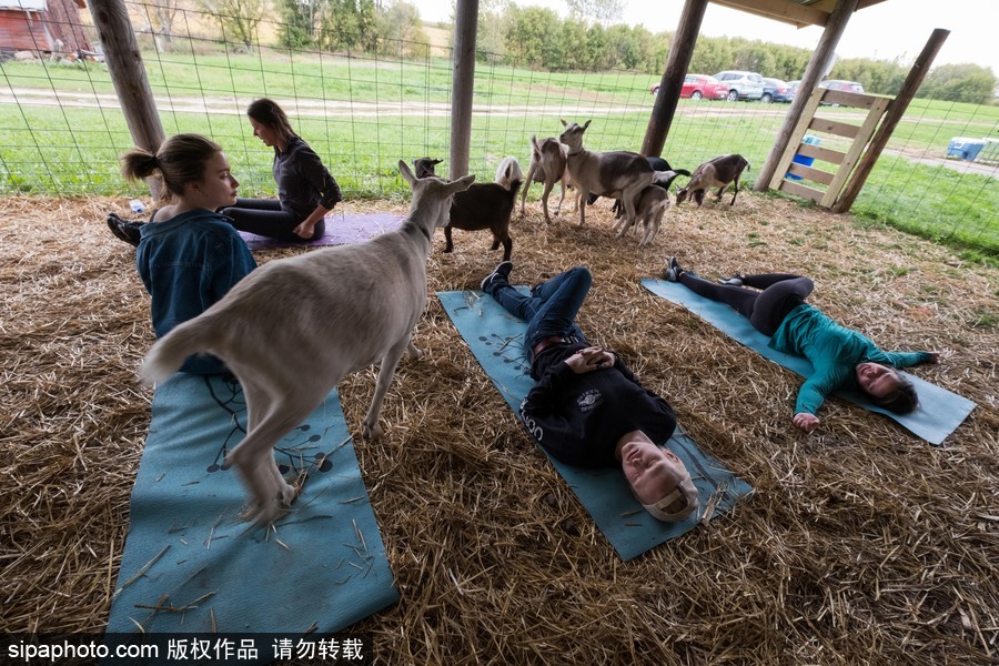 美國興起“山羊瑜伽” 羊在人身上隨意踩