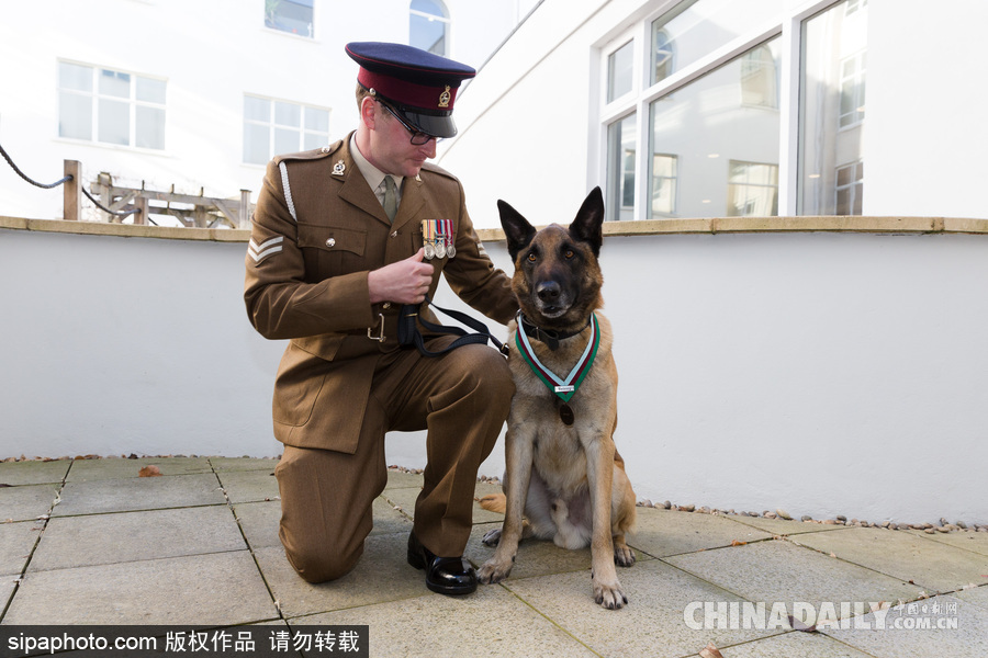 狗生巔峰 英國一只馬里努阿犬被授予維多利亞十字勛章