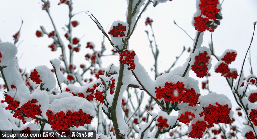 自然合奏曲！俄羅斯伊凡諾沃初冬皚皚白雪干凈純粹