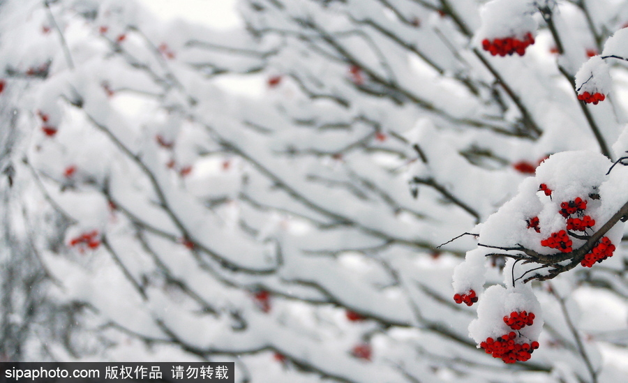 自然合奏曲！俄羅斯伊凡諾沃初冬皚皚白雪干凈純粹