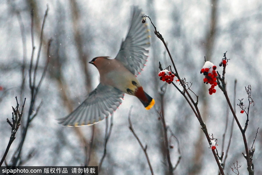 自然合奏曲！俄羅斯伊凡諾沃初冬皚皚白雪干凈純粹