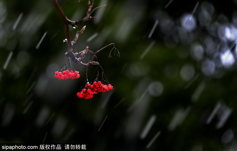 小雪節(jié)氣將至 盤點(diǎn)那些紛紛揚(yáng)揚(yáng)的日子