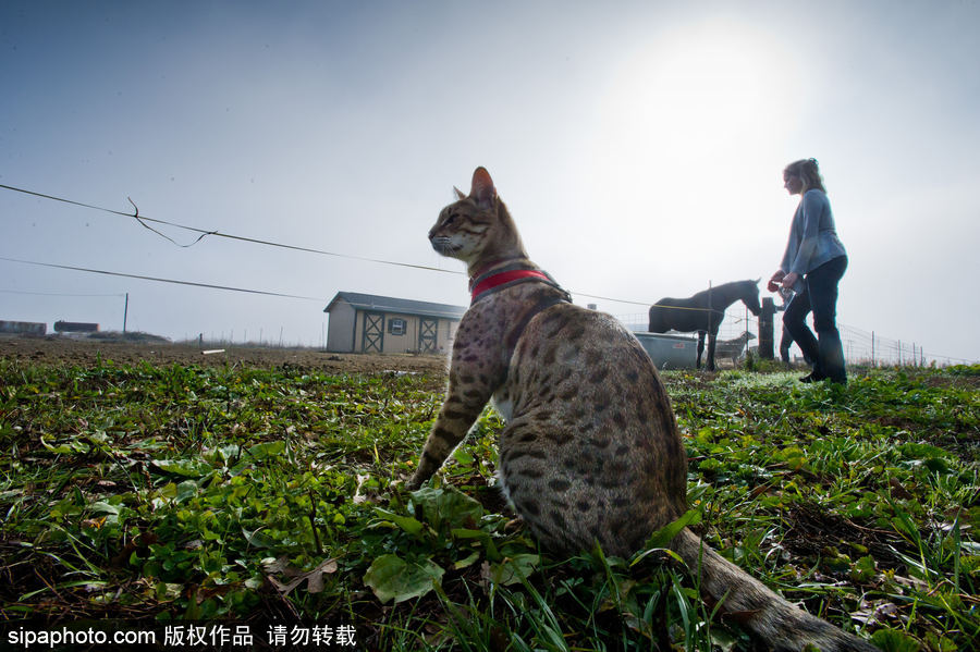 喵屆大長(zhǎng)腿！ 世界最高的貓咪總身高48公分