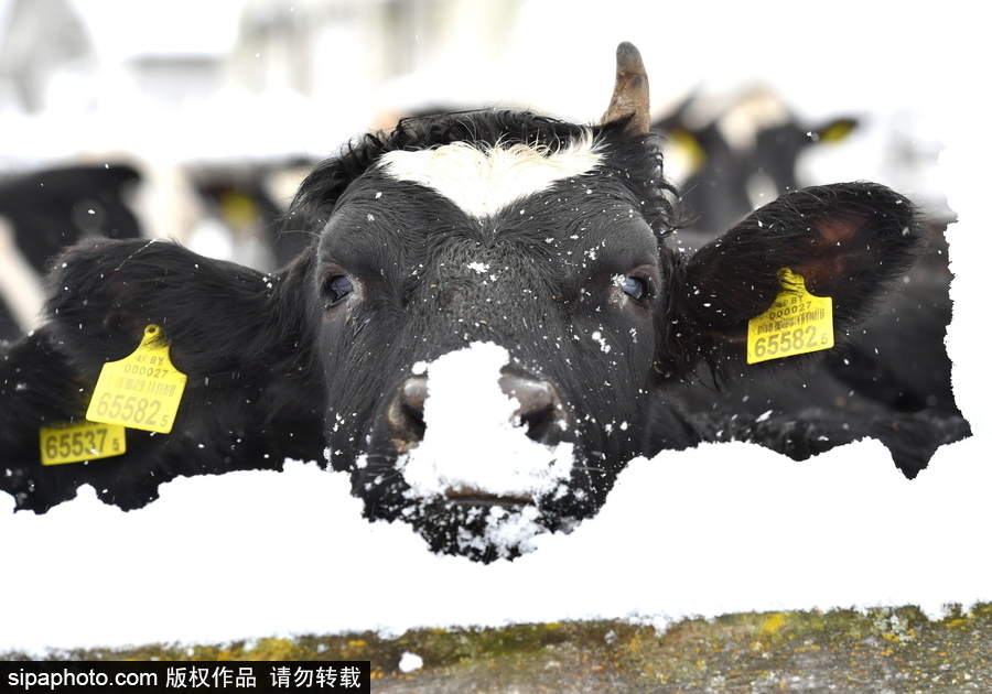 生活在冰雪童話之中 白俄羅斯鄉(xiāng)村冬雪覆蓋