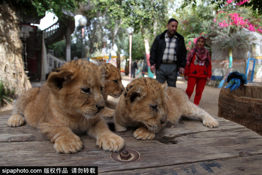 加沙一動物園瀕臨倒閉 無奈出售獅子