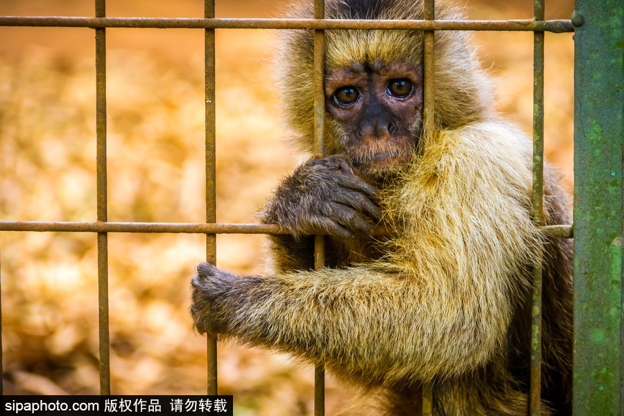 南美洲的微型動物世界 探訪巴西索羅卡巴動物園