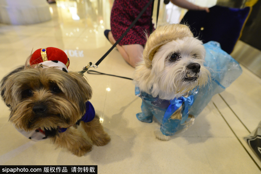 狗狗也扮靚 巴西圣保羅舉辦萌犬服裝比賽