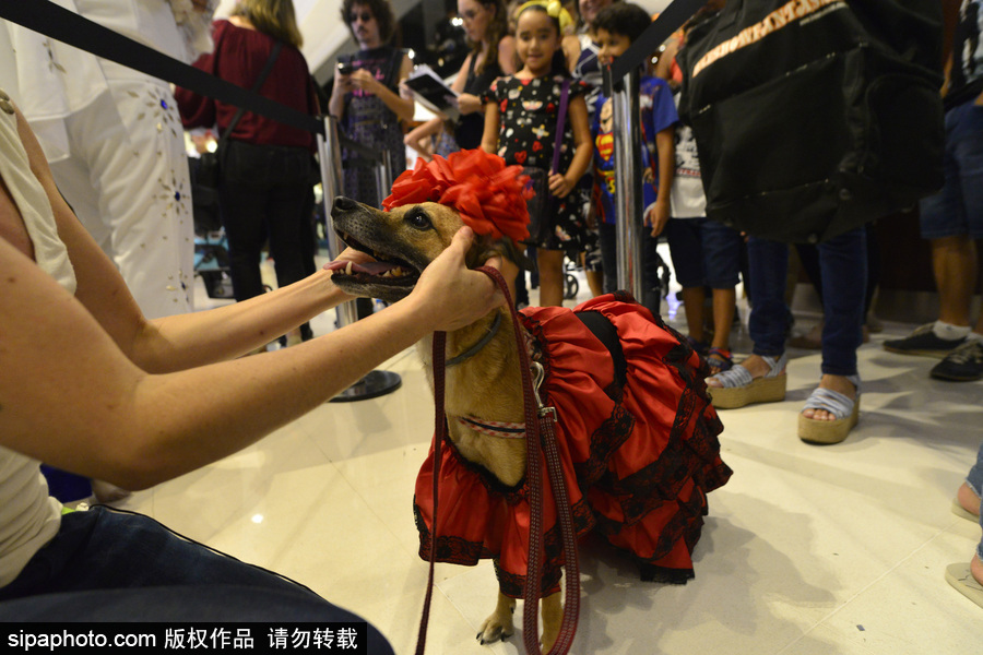 狗狗也扮靚 巴西圣保羅舉辦萌犬服裝比賽