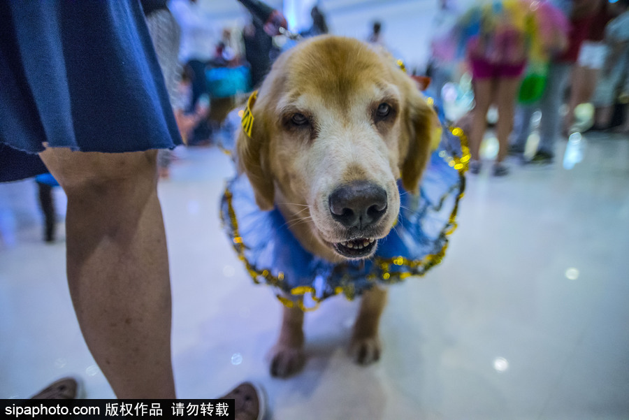 狗狗也扮靚 巴西圣保羅舉辦萌犬服裝比賽