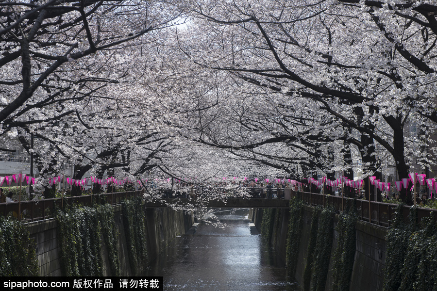 日本東京迎來櫻花季 民眾賞櫻自拍