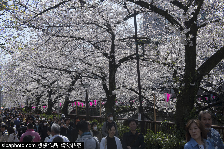 日本東京迎來(lái)櫻花季 民眾賞櫻自拍