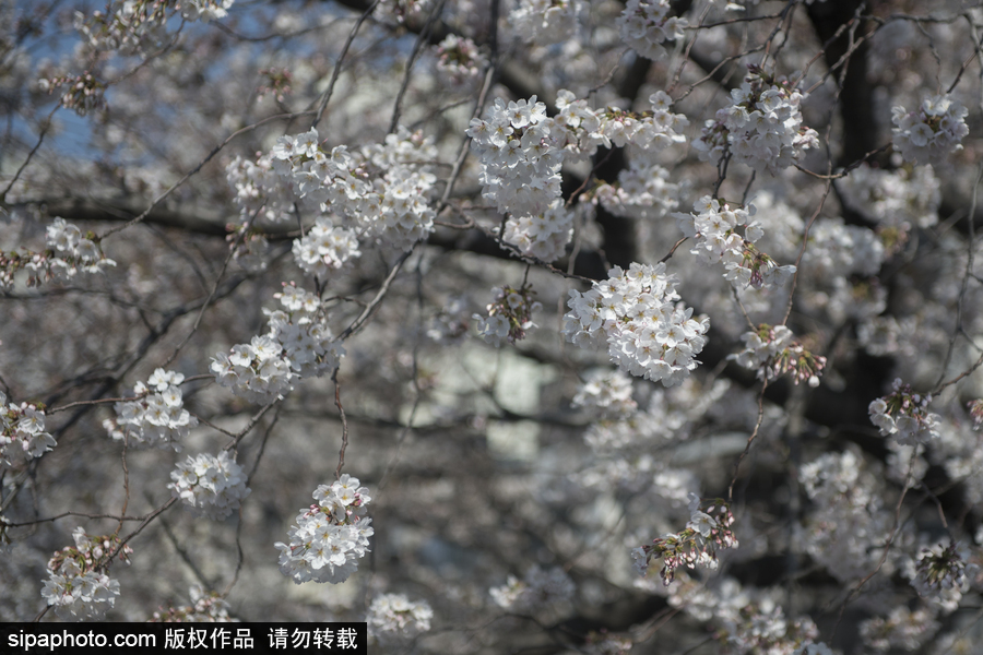 日本東京迎來(lái)櫻花季 民眾賞櫻自拍