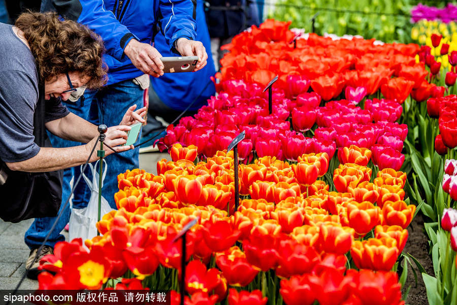 荷蘭利瑟郁金香花盛開 民眾爭先自拍合影