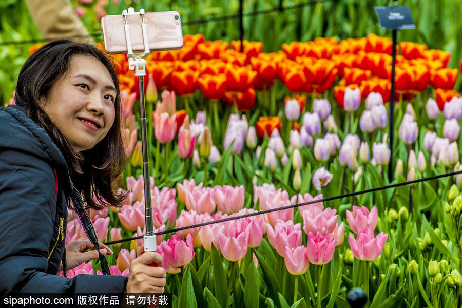 荷蘭利瑟郁金香花盛開 民眾爭先自拍合影