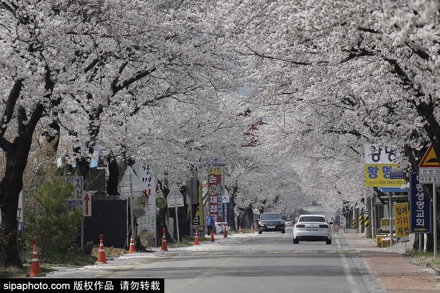 河?xùn)|十里櫻花路！韓國河?xùn)|郡櫻花盛放春意醉人