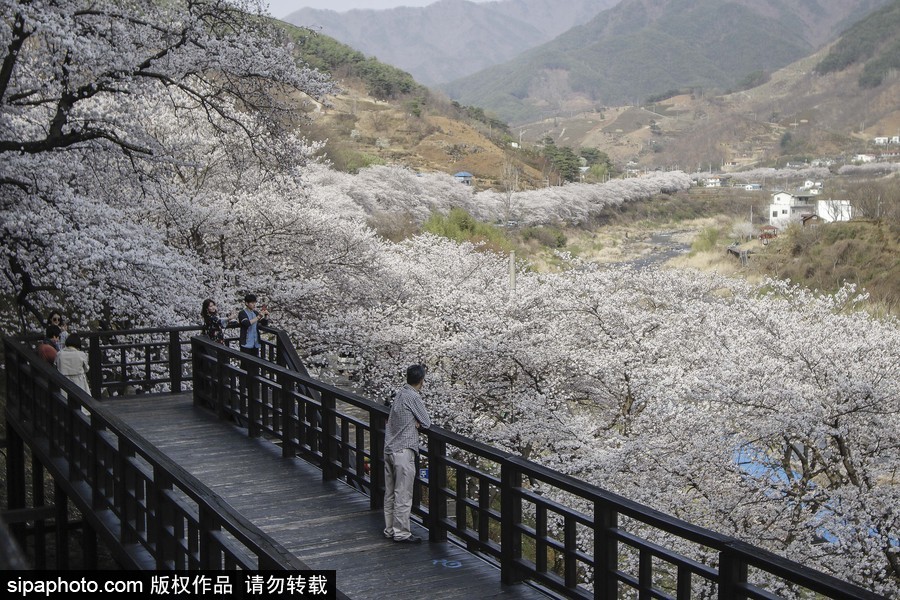 河?xùn)|十里櫻花路！韓國河?xùn)|郡櫻花盛放春意醉人