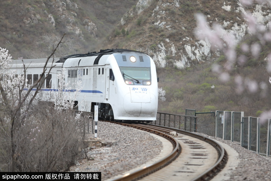 北京現(xiàn)最美列車線！居庸關(guān)小火車穿越“花海”美如仙境