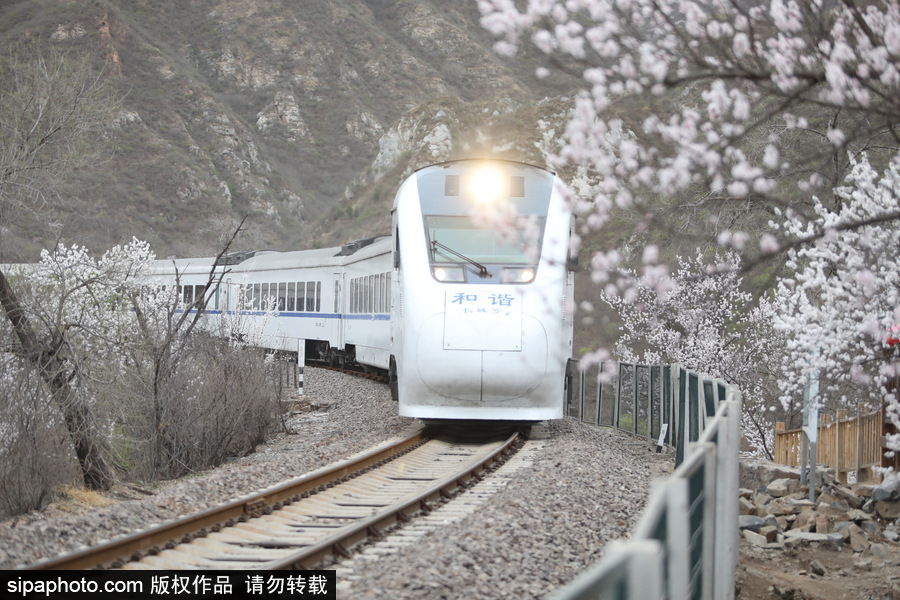 北京現(xiàn)最美列車線！居庸關(guān)小火車穿越“花海”美如仙境