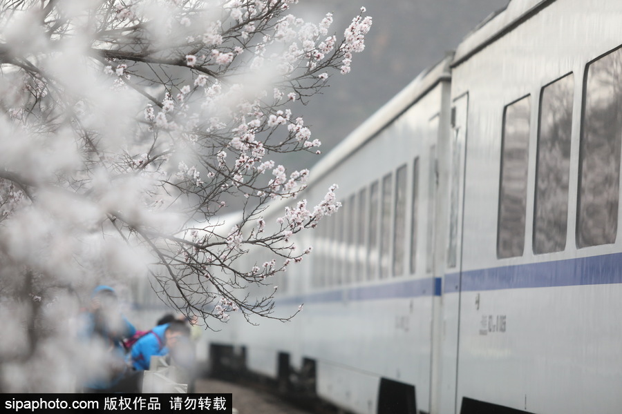 北京現(xiàn)最美列車線！居庸關(guān)小火車穿越“花海”美如仙境