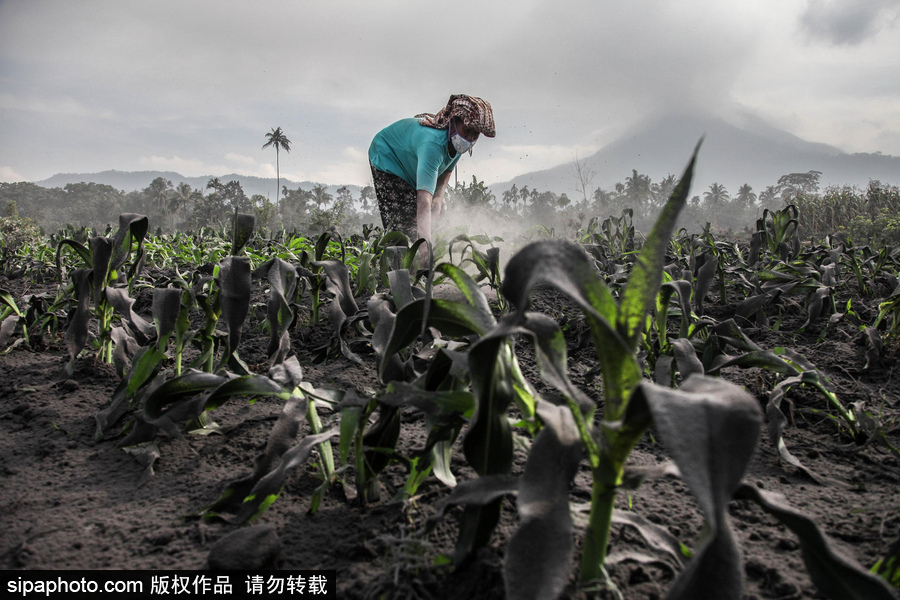 錫納朋火山噴發(fā)后 火山灰漫山遍野村民戴口罩清掃