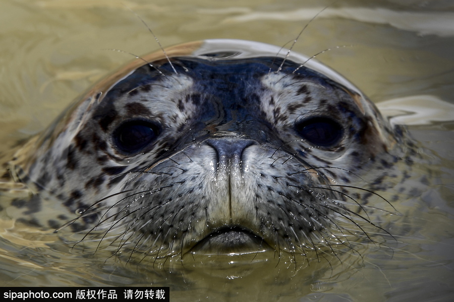 受傷后的避風(fēng)港 探訪俄羅斯遠(yuǎn)東地區(qū)海豹康復(fù)中心