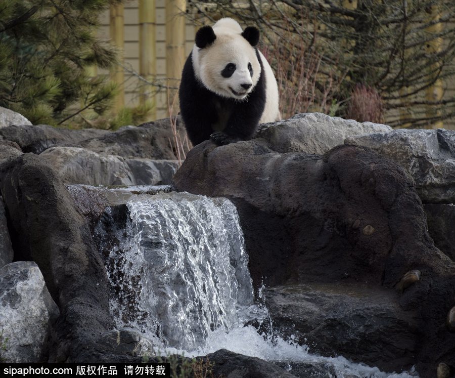 留洋國寶的日常生活 加拿大動物園里大熊貓愜意舒適