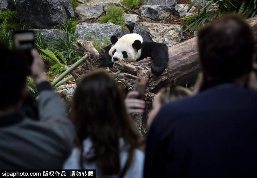 留洋國寶的日常生活 加拿大動物園里大熊貓愜意舒適