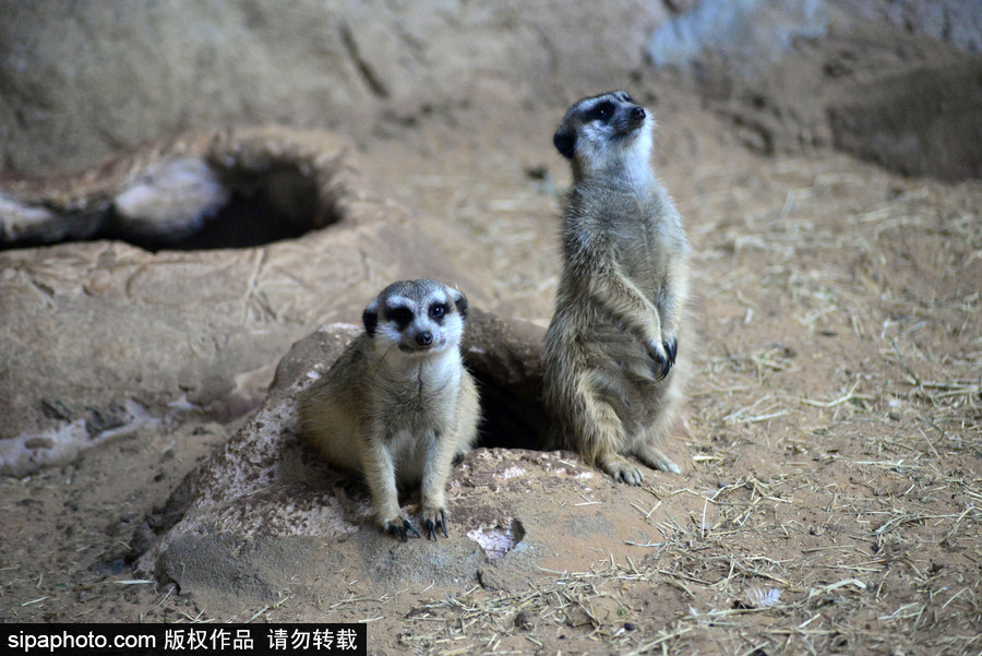 巴西圣保羅水族館內(nèi)的沼貍 呆頭呆腦似好奇寶寶