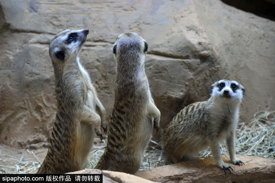 巴西圣保羅水族館內(nèi)的沼貍 呆頭呆腦似好奇寶寶