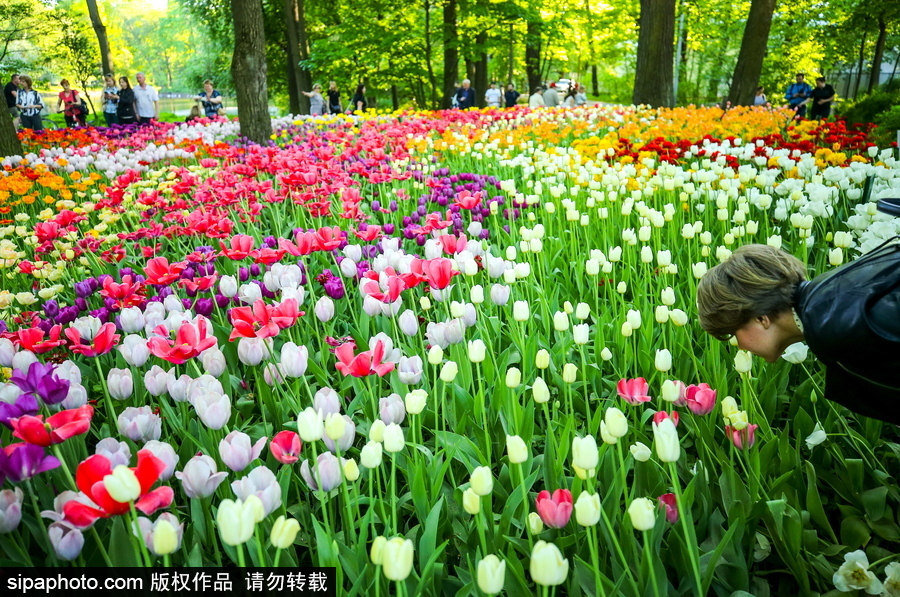 郁金香花節(jié)在俄羅斯圣彼得堡舉行 五顏六色花海迎客