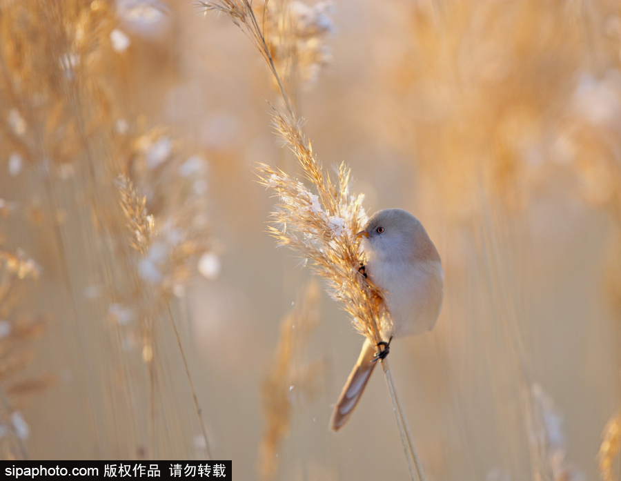 憤怒的小鳥(niǎo)真“鳥(niǎo)”版 芬蘭文須雀萌萌噠