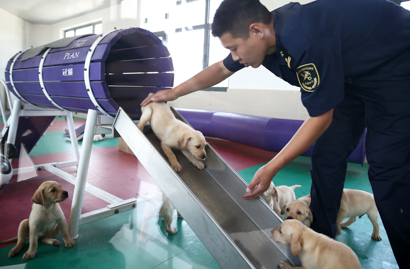 禁毒日前夕 探訪海關總署北京緝私犬基地