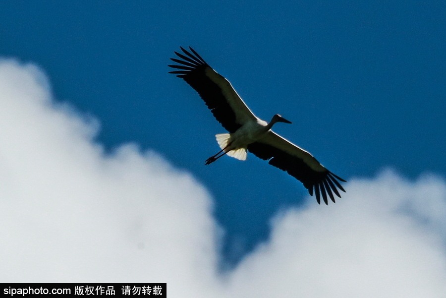 遠(yuǎn)離塵囂的動物棲息地 探訪俄羅斯別廖佐夫斯基自然保護(hù)區(qū)