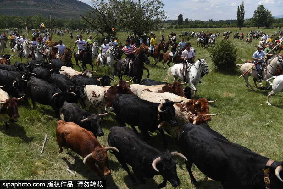 西班牙索里亞慶祝傳統(tǒng)節(jié)日La Saca 群馬奔騰景象壯觀